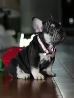 Female Chocolate Tan DOB 05.22.2026 | French bulldog puppy, a female French Bulldog for sale in Cumming, GA – 2 of 10