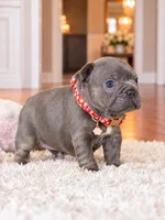 AKC Registered Blue Female French Bulldog Puppy – Ready November 6, a female French Bulldog for sale in Cumming, GA – 7 of 7