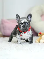 Our 4th of July Blue Merle Boy is Looking for a Home! 🇺🇸🐾, a male French Bulldog for sale in Cumming, GA – 6 of 10