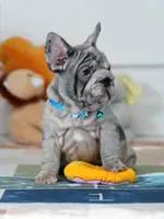 Male Blue Merle – Born on June 24, 2026 – AKC Registered, a male French Bulldog for sale in Cumming, GA – 6 of 10