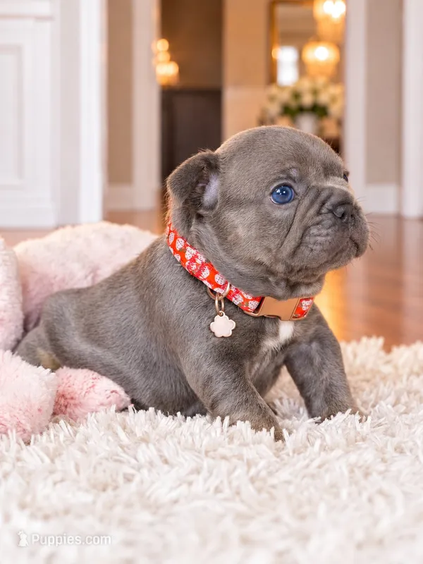 AKC Registered Blue Female French Bulldog Puppy – Ready November 6 – French Bulldog puppy for sale in Cumming, GA