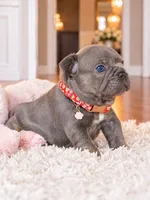 AKC Registered Blue Female French Bulldog Puppy – Ready November 6, a female French Bulldog for sale in Cumming, GA – 1 of 7