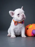 Female Platinum – Born on June 09, 2026, a female French Bulldog for sale in Cumming, GA – 5 of 6