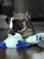 Fawn Male French Bulldog born on May 22, 2026, a male French Bulldog for sale in Cumming, GA – 5 of 10
