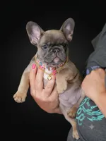 Adorable Fawn French Bulldog Female Puppy , a female French Bulldog for sale in Cumming, GA – 4 of 4