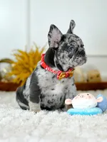 Male Blue Merle – Born on June 23, 2026 – AKC Registered, a male French Bulldog for sale in Cumming, GA – 8 of 10