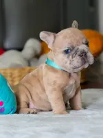 Male Fawn Merle – Born on June 24, 2026 – AKC Registered, a male French Bulldog for sale in Cumming, GA – 5 of 9