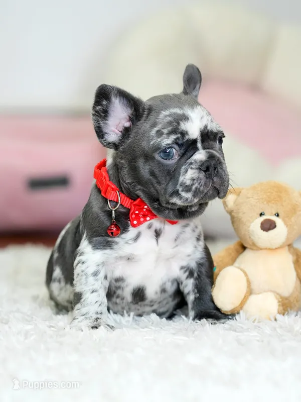 Our 4th of July Blue Merle Boy is Looking for a Home! 🇺🇸🐾 – French Bulldog puppy for sale in Cumming, GA