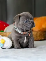Male Blue – Born on June 22, 2026 – AKC Registered, a male French Bulldog for sale in Cumming, GA – 5 of 7