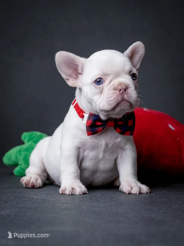 Female Platinum – Born on June 09, 2026 – French Bulldog puppy for sale in Cumming, GA