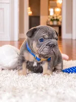AKC Registered Blue Tan Male French Bulldog Puppy – Ready November 6, a male French Bulldog for sale in Cumming, GA – 2 of 9