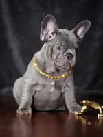 Striking Blue Male | Born May 5, 2026| Limited AKC, a male French Bulldog for sale in Cumming, GA – 2 of 6