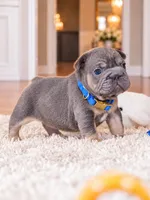 AKC Registered Blue Tan Male French Bulldog Puppy – Ready November 6, a male French Bulldog for sale in Cumming, GA – 8 of 9