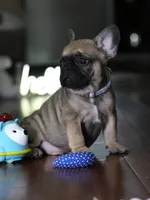 Fawn Male French Bulldog born on May 22, 2026, a male French Bulldog for sale in Cumming, GA – 4 of 10