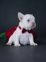 Female Platinum – Born on June 09, 2026, a female French Bulldog for sale in Cumming, GA – 5 of 5