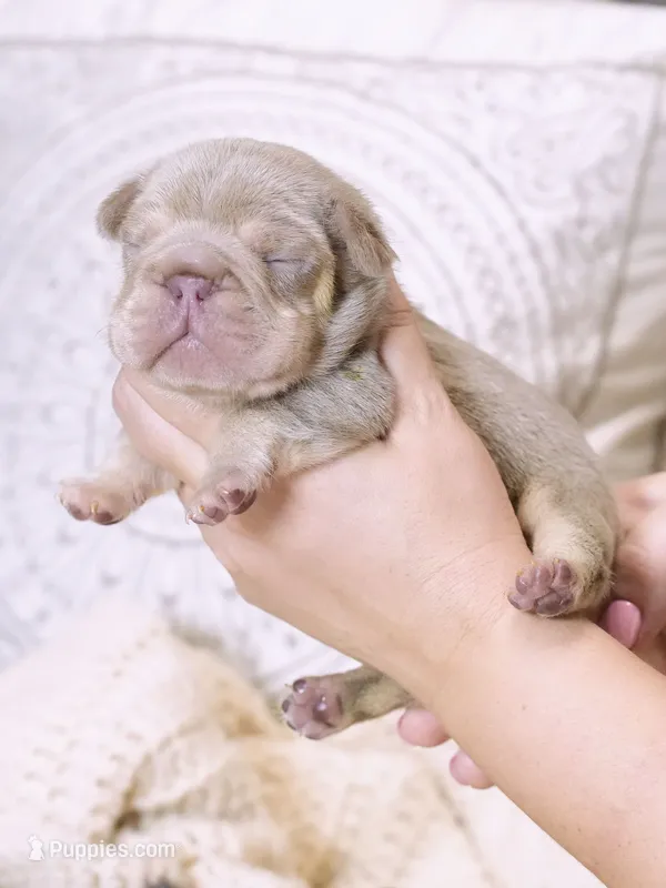 AKC Registered Isabella Tan Male French Bulldog Puppy    – French Bulldog puppy for sale in Cumming, GA