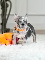 Meet Our Handsome Blue Merle Boy! 💙, a male French Bulldog for sale in Cumming, GA – 8 of 8