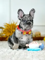 Male Blue Merle – Born on June 23, 2026 – AKC Registered, a male French Bulldog for sale in Cumming, GA – 2 of 10