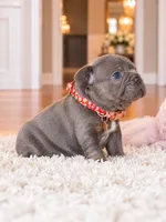 AKC Registered Blue Female French Bulldog Puppy – Ready November 6, a female French Bulldog for sale in Cumming, GA – 6 of 7