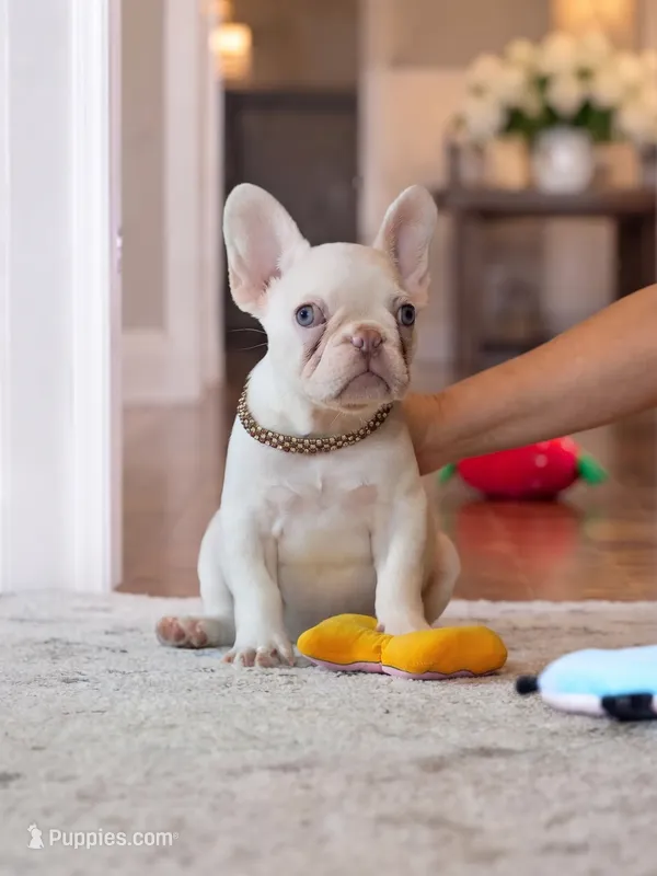 Female Platinum – Born on June 09, 2026 – French Bulldog puppy for sale in Cumming, GA