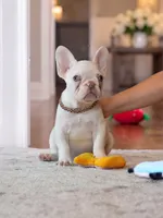 Female Platinum – Born on June 09, 2026, a female French Bulldog for sale in Cumming, GA – 1 of 5