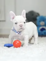 Stunning Male Platinum Frenchie! DOB: 06/23/2026., a male French Bulldog for sale in Cumming, GA – 8 of 10