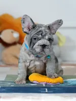 Male Blue Merle – Born on June 24, 2026 – AKC Registered, a male French Bulldog for sale in Cumming, GA – 7 of 10
