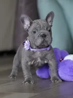Handsome Male Blue Frenchie! Available for $3,000. DOB: 06/24/2026., a male French Bulldog for sale in Cumming, GA – 8 of 9