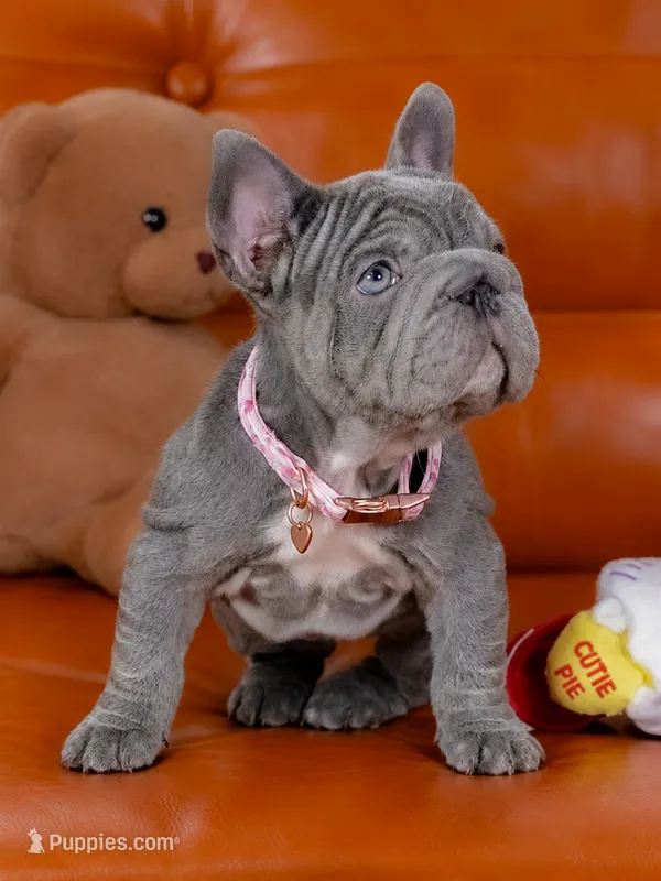 Stunning AKC Solid Blue Female Frenchie – Ready for Her New Home – French Bulldog puppy for sale in Cumming, GA