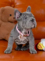 Stunning AKC Solid Blue Female Frenchie – Ready for Her New Home, a female French Bulldog for sale in Cumming, GA – 1 of 7