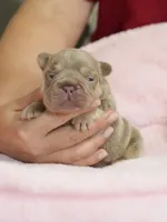 AKC Registered Isabella Tan Male French Bulldog Puppy   , a male French Bulldog for sale in Cumming, GA – 9 of 9