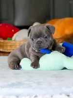 Male Blue – Born on June 22, 2026 – AKC Registered, a male French Bulldog for sale in Cumming, GA – 2 of 7