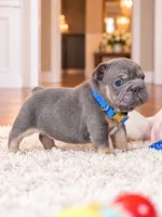 AKC Registered Blue Tan Male French Bulldog Puppy – Ready November 6, a male French Bulldog for sale in Cumming, GA – 7 of 9