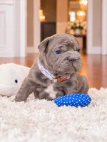 AKC Registered Solid Blue Male French Bulldog Puppy – Ready November 6, a male French Bulldog for sale in Cumming, GA – 3 of 8