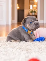 AKC Registered Blue Tan Male French Bulldog Puppy – Ready November 6, a male French Bulldog for sale in Cumming, GA – 3 of 9