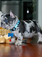 Male Blue Merle – Born on June 23, 2026 – AKC Registered, a male French Bulldog for sale in Cumming, GA – 1 of 8