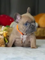 Female Fawn – Born on June 22, 2026 – AKC Registered, a female French Bulldog for sale in Cumming, GA – 6 of 8