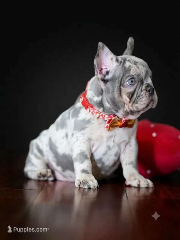 Exquisite Blue Merle French Bulldog Female Puppy – French Bulldog puppy for sale in Cumming, GA