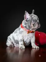 Exquisite Blue Merle French Bulldog Female Puppy, a  French Bulldog for sale in Cumming, GA – 1 of 6