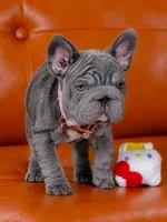 Stunning AKC Solid Blue Female Frenchie – Ready for Her New Home, a female French Bulldog for sale in Cumming, GA – 6 of 7