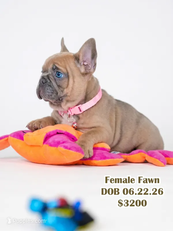 Female Fawn – Born on June 22, 2026 – AKC Registered – French Bulldog puppy for sale in Cumming, GA
