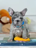 Male Blue Merle – Born on June 24, 2026 – AKC Registered, a male French Bulldog for sale in Cumming, GA – 4 of 10