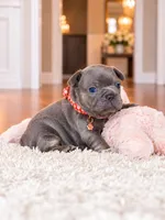 AKC Registered Blue Female French Bulldog Puppy – Ready November 6, a female French Bulldog for sale in Cumming, GA – 4 of 7