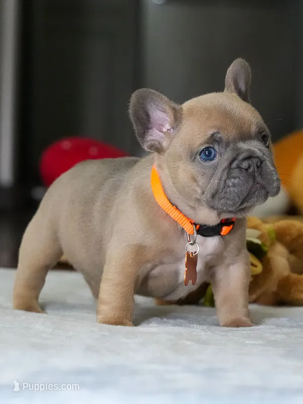 Female Fawn – Born on June 22, 2026 – AKC Registered – French Bulldog puppy for sale in Cumming, GA