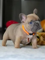 Female Fawn – Born on June 22, 2026 – AKC Registered, a female French Bulldog for sale in Cumming, GA – 1 of 8
