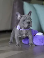 Handsome Male Blue Frenchie! Available for $3,000. DOB: 06/24/2026., a male French Bulldog for sale in Cumming, GA – 6 of 9