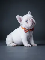 Female Platinum – Born on June 09, 2026, a female French Bulldog for sale in Cumming, GA – 2 of 6