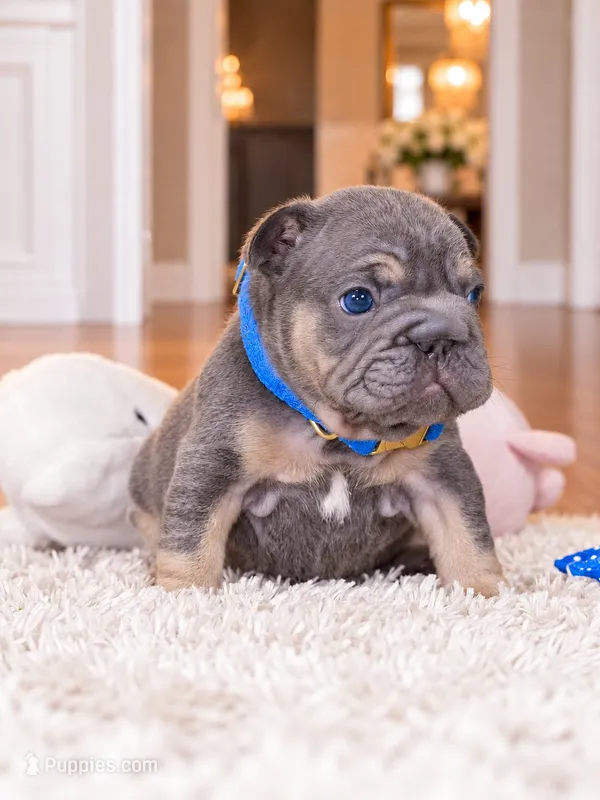 AKC Registered Blue Tan Male French Bulldog Puppy – Ready November 6 – French Bulldog puppy for sale in Cumming, GA