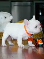 Male Platinum- Born on June 23, 2026 – AKC Registered, a male French Bulldog for sale in Cumming, GA – 5 of 10