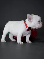 Female Platinum – Born on June 09, 2026, a female French Bulldog for sale in Cumming, GA – 2 of 5